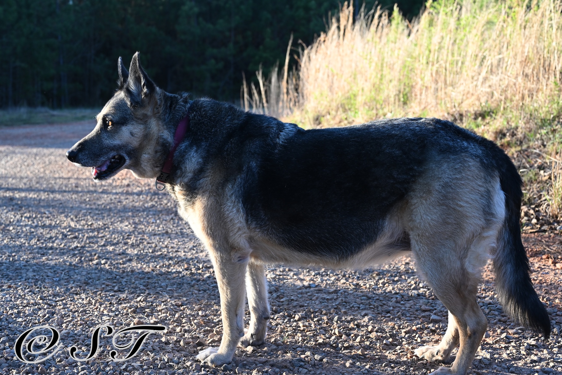 Twyla