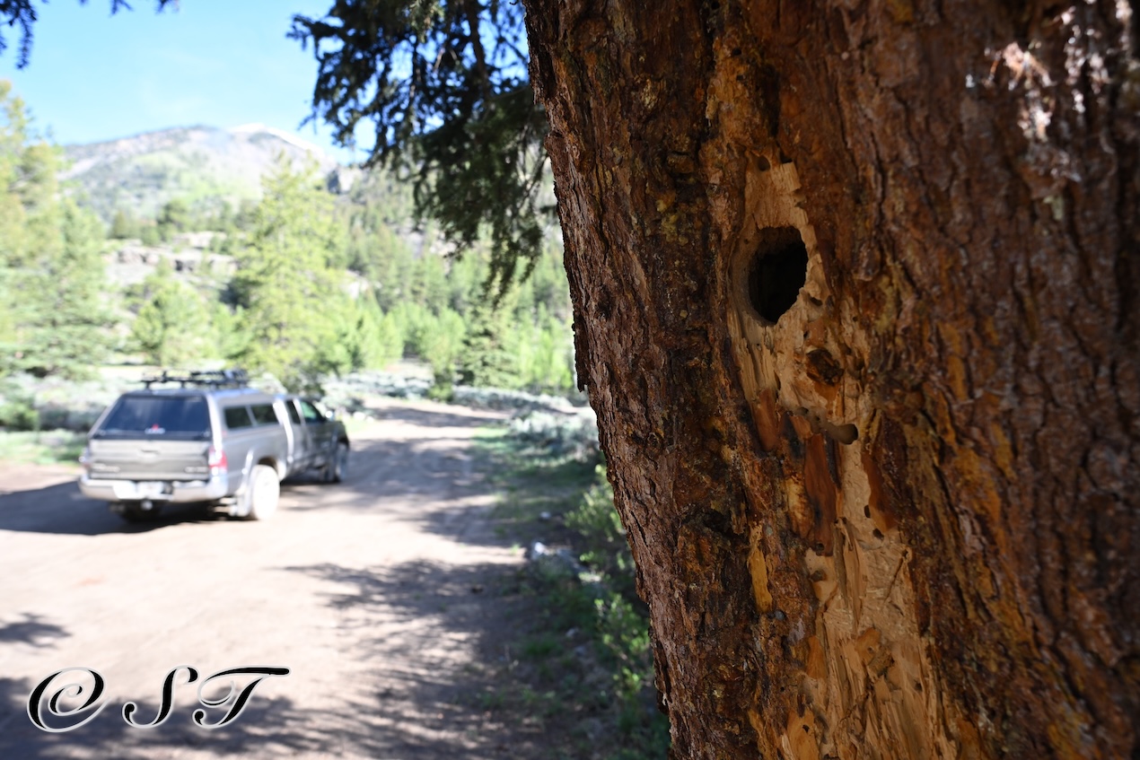 Woodpecker nest