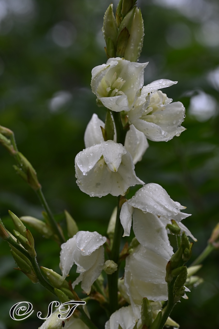 Orchids