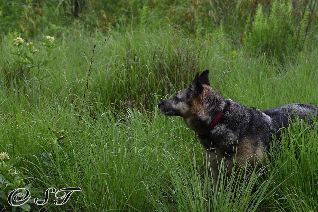 Twyla