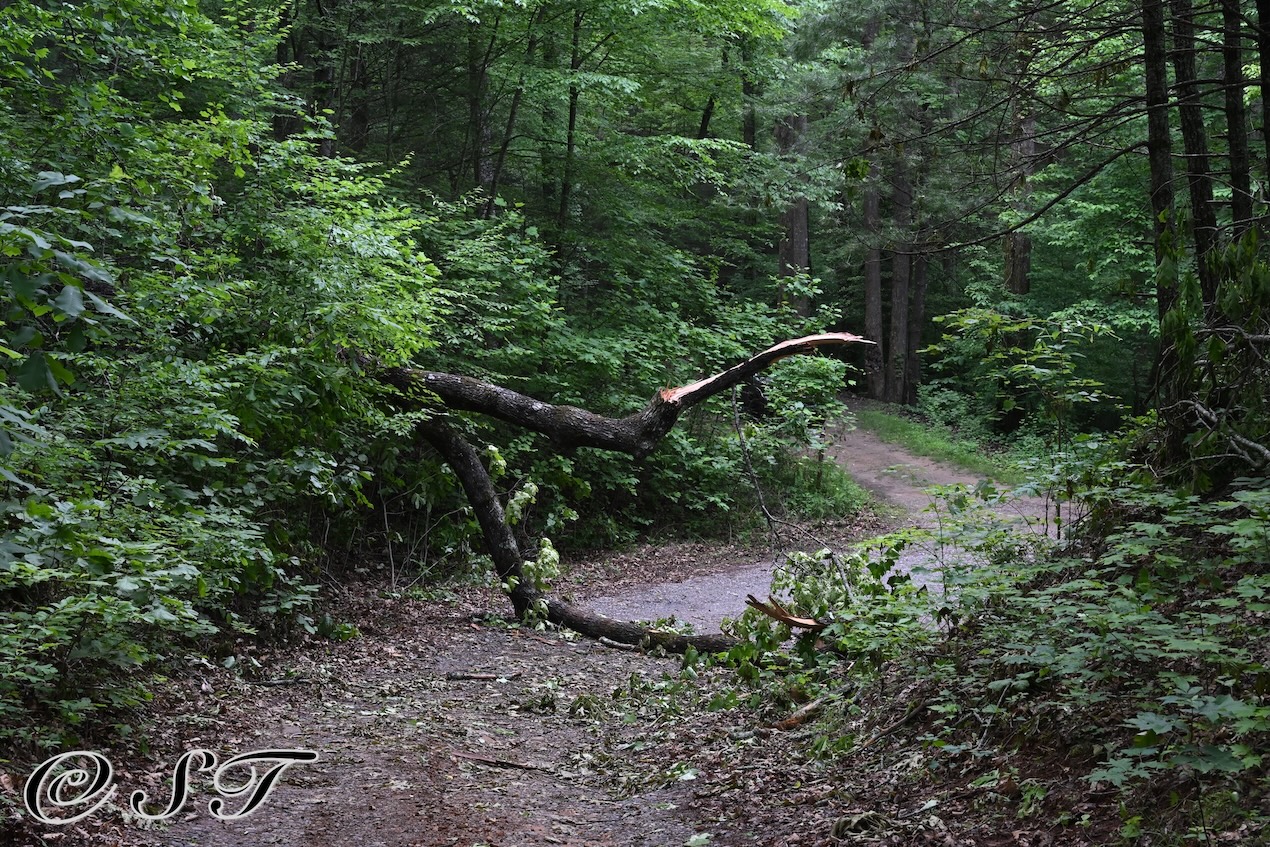fallen tree