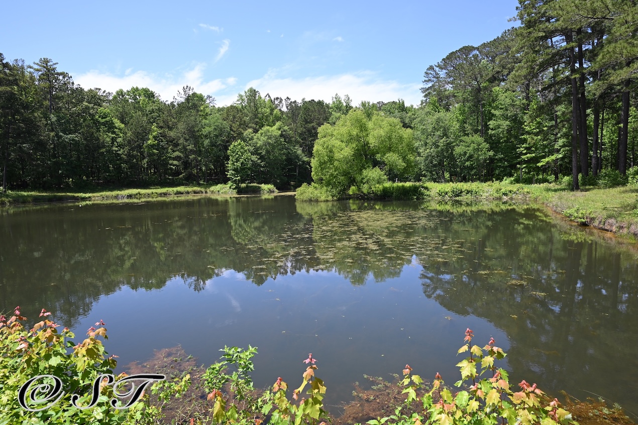 pond