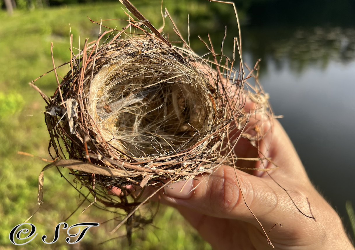 nest
