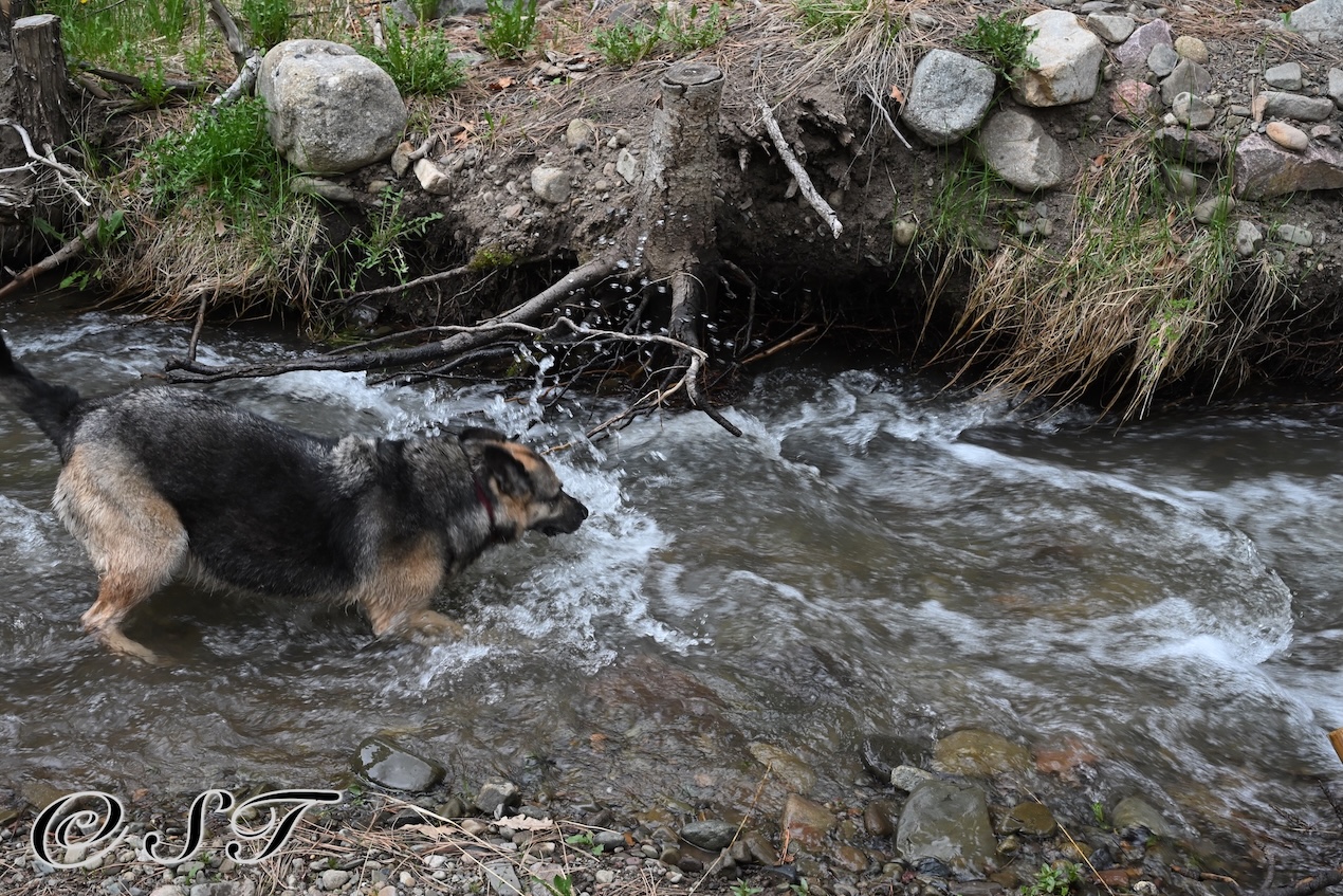 Twyla in the creek