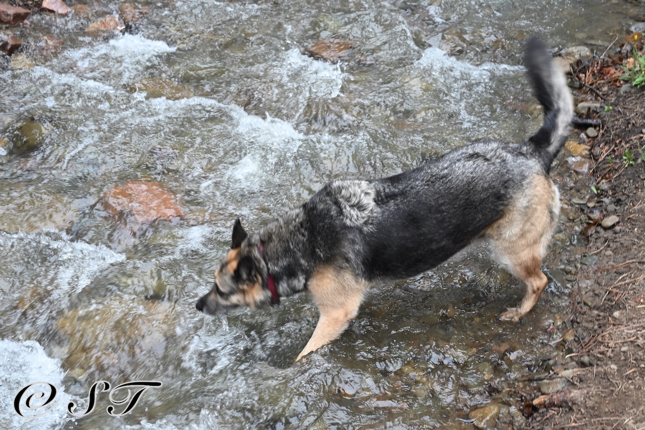 Twyla in the creek