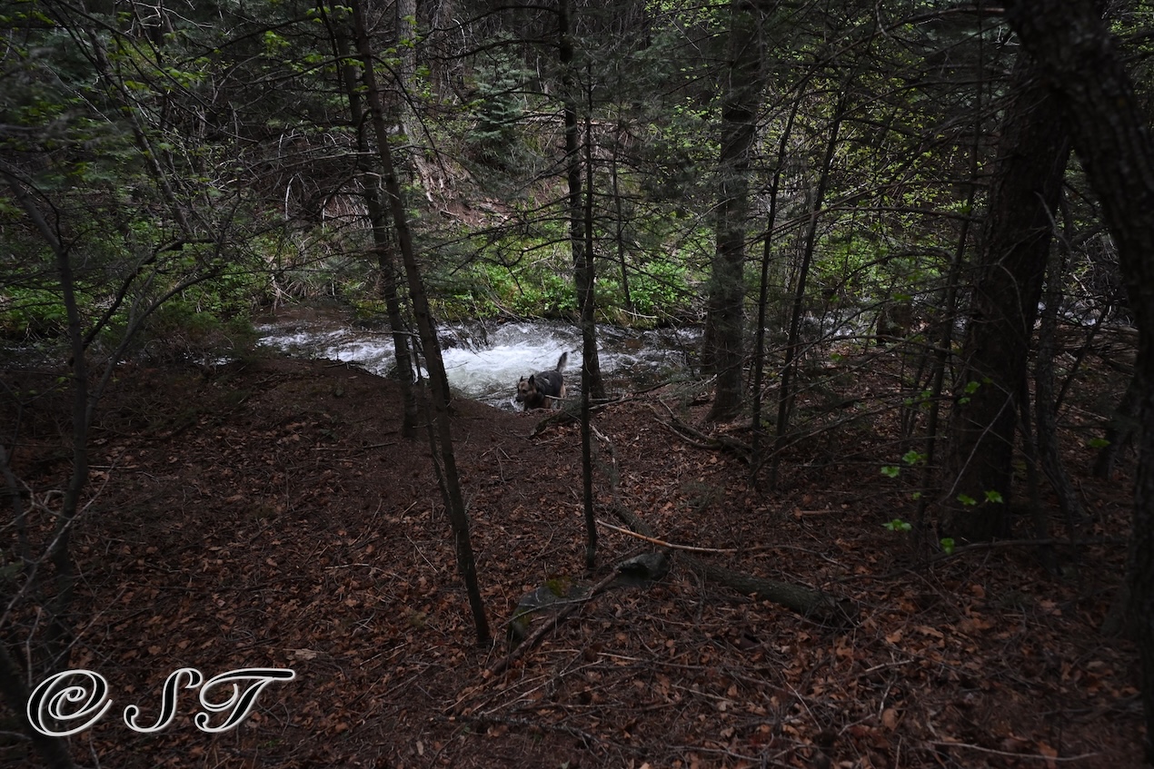 forest