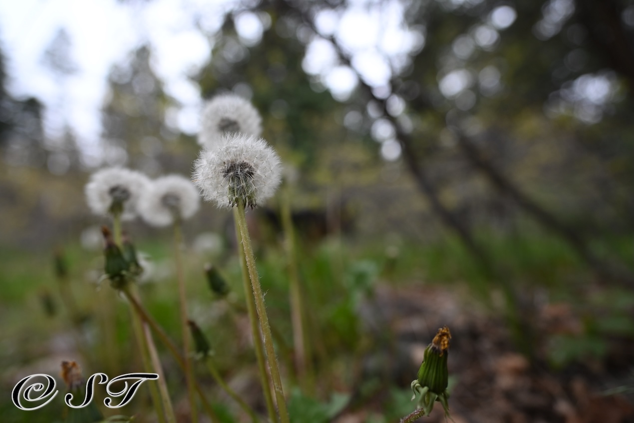 dandelion