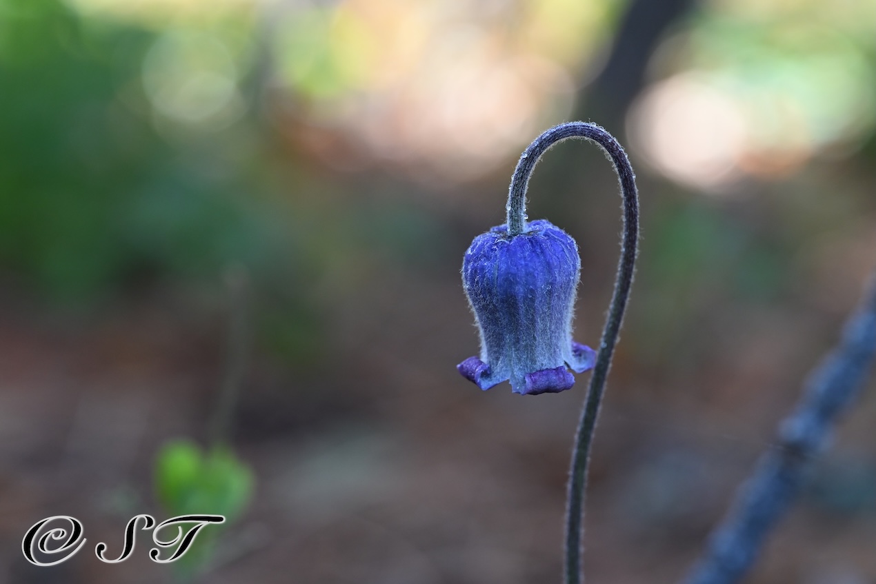 Blue Bell Flower