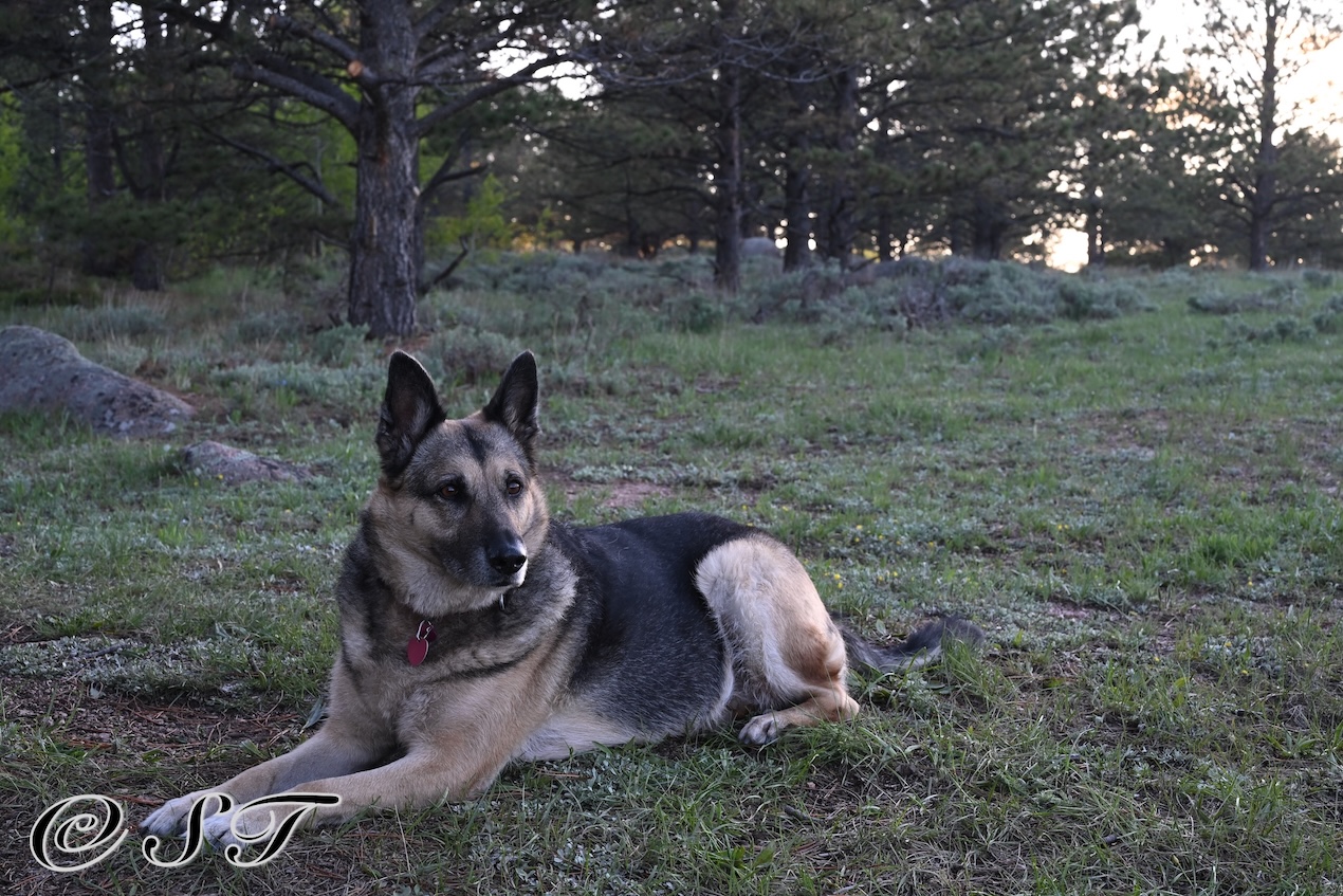 Twyla