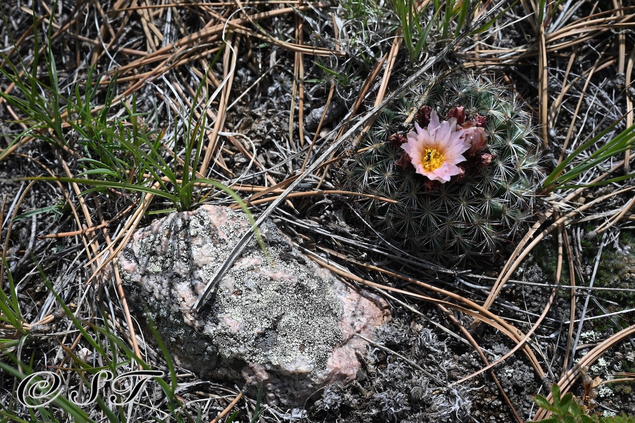 cactus bloom