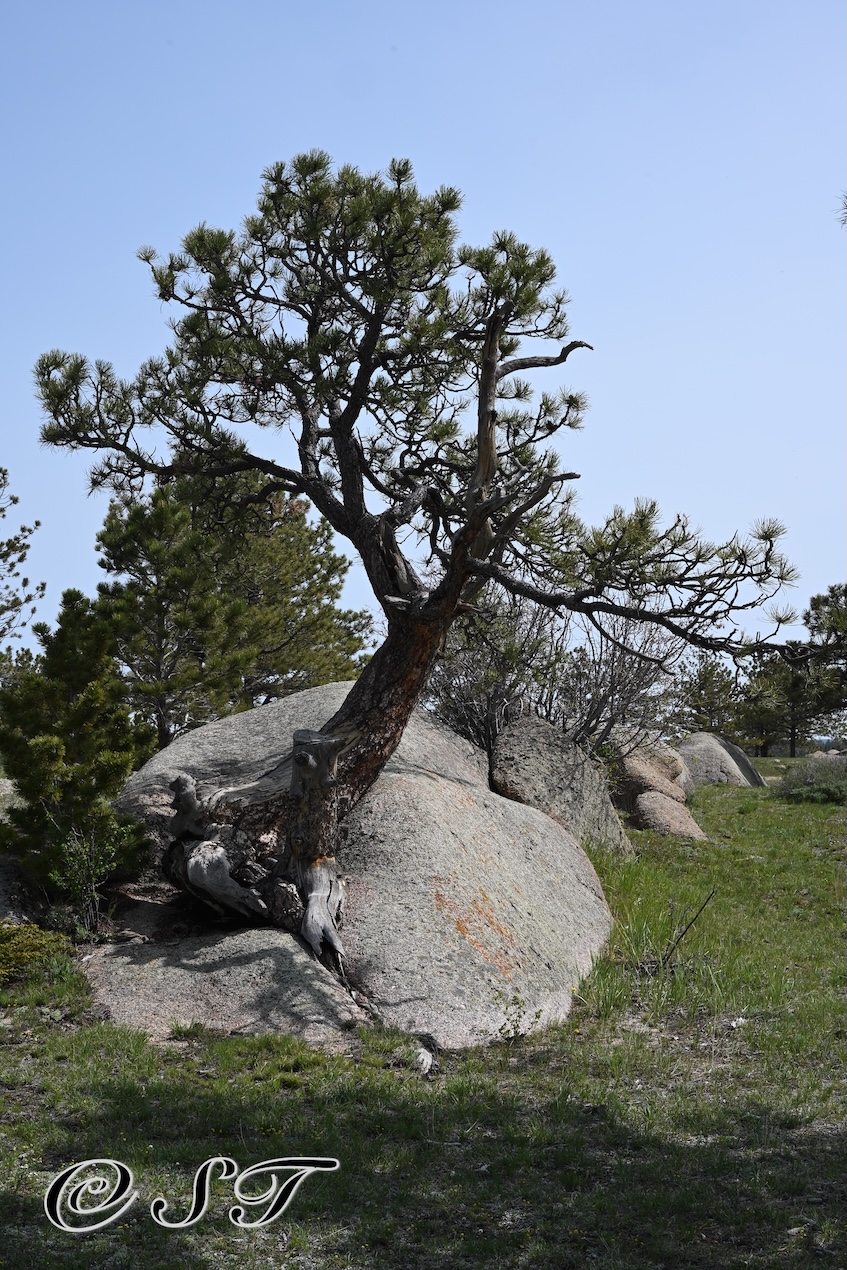 Magnificent Wyoming
