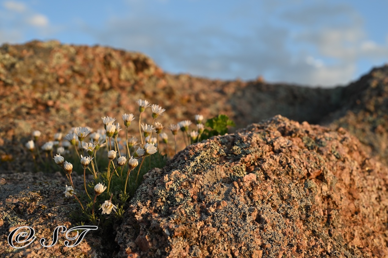 Flowers on rock