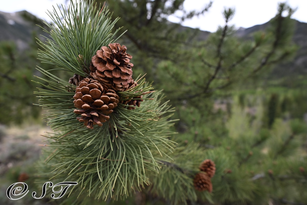Pines
