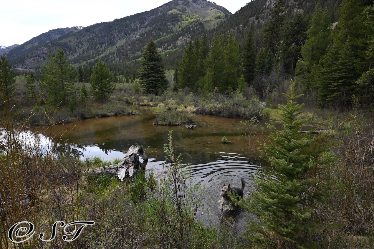 Mountain pond