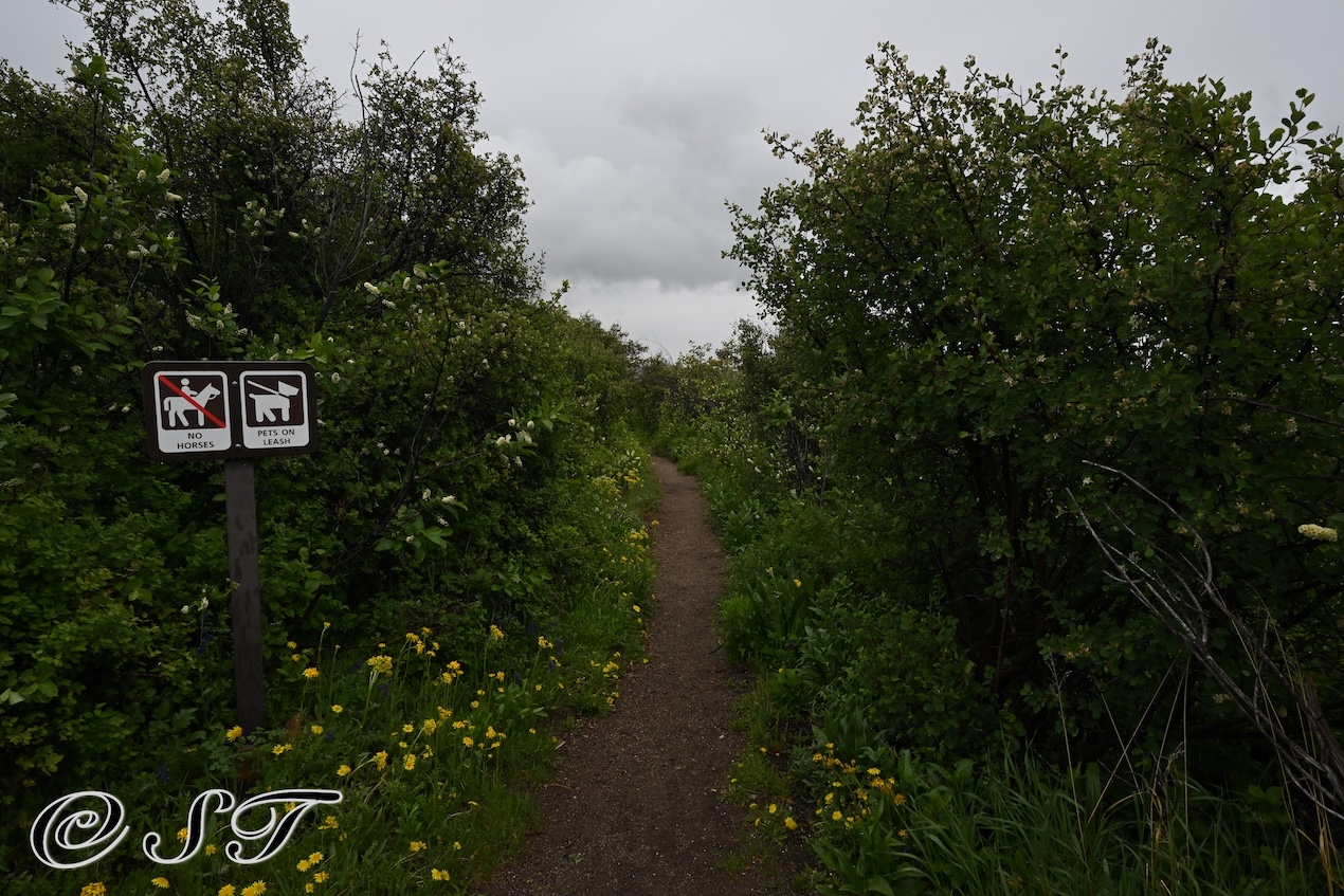 Flower trail