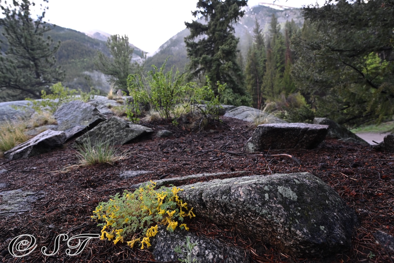 Flowers on rock
