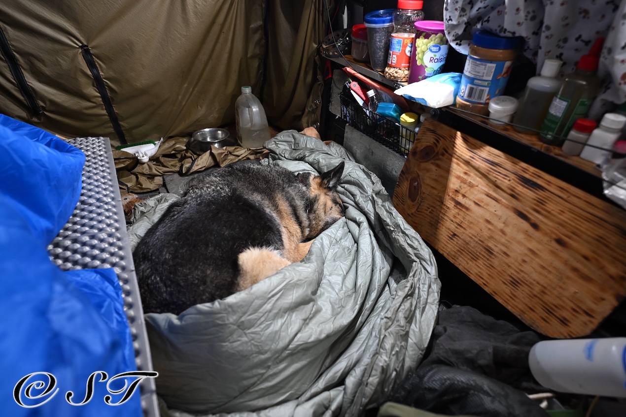 Twyla sleeping in the camper