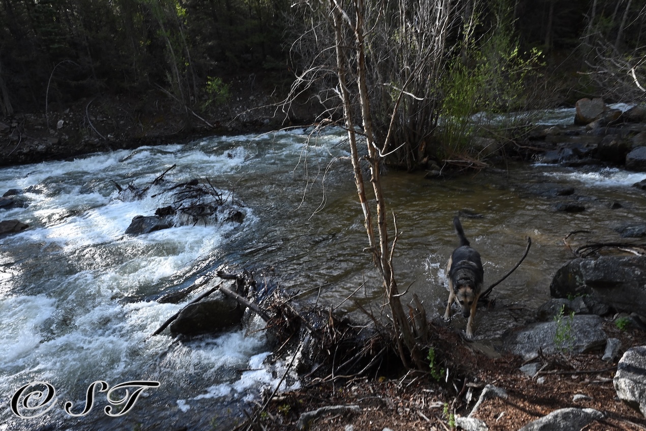 Twyla in the Creek